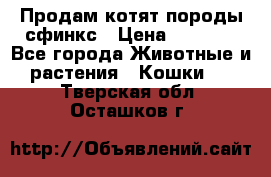 Продам котят породы сфинкс › Цена ­ 4 000 - Все города Животные и растения » Кошки   . Тверская обл.,Осташков г.